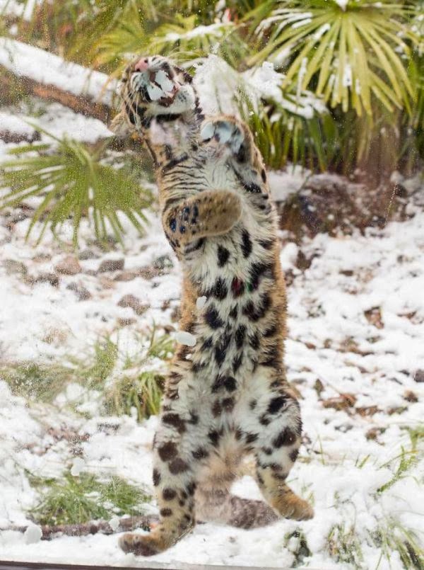 Leopard having fun in the snow (10 pics), cute leopard pictures, leopard playing in the snow