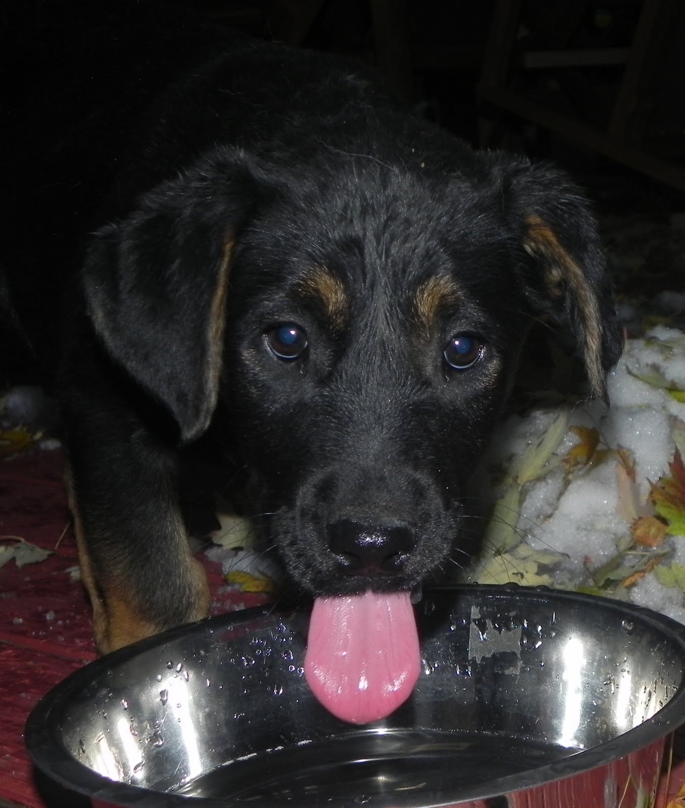 My Dog Is Panting And It S Not Hot My Dog Is Panting And It S Not Hot