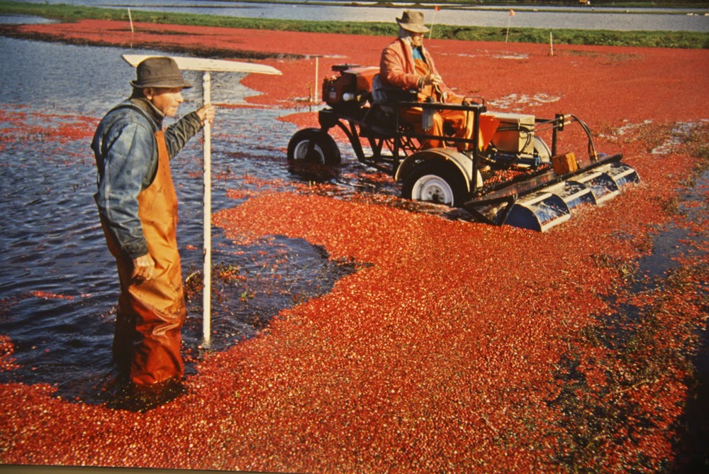 Travel Rants and Raves Long Beach Peninsula of Washington Kites and Cranberries