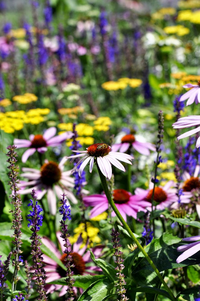 Healthy Sustainable Living Bee the Change 10 Bee Friendly Companion