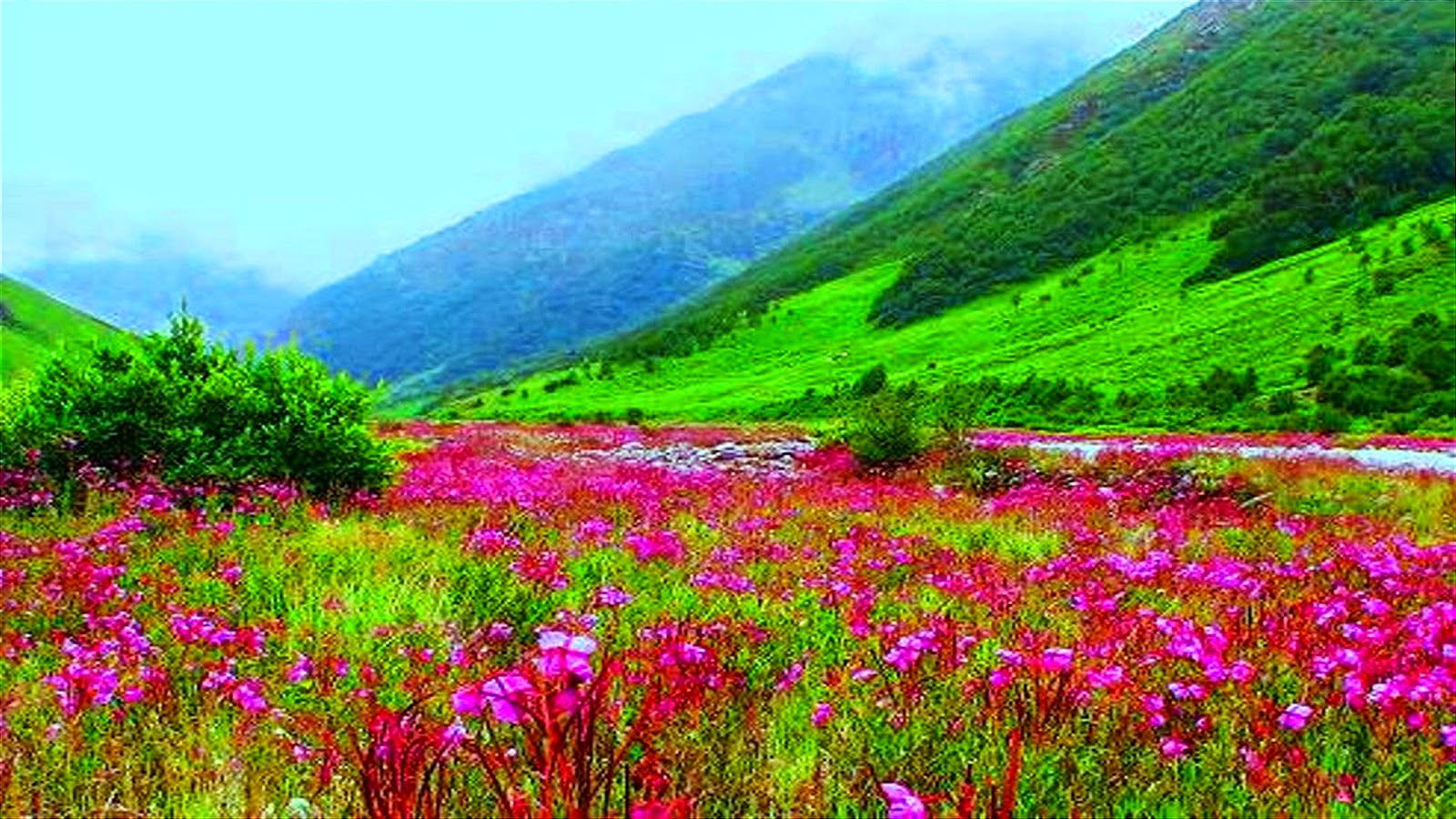 valley of flowe...