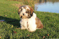 Shih Tzu Puppy