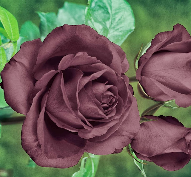 Black Rose Wallpapers Free Download