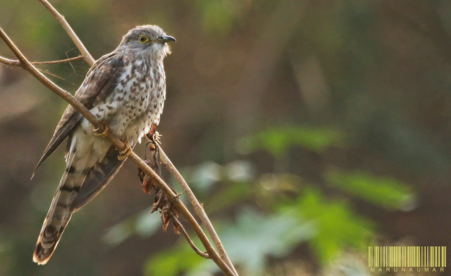 Common Hawk-Cuckoo_Resting