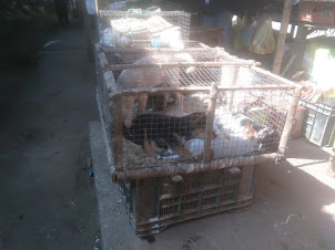 Puppies for sale in supermarket of Dimapur.