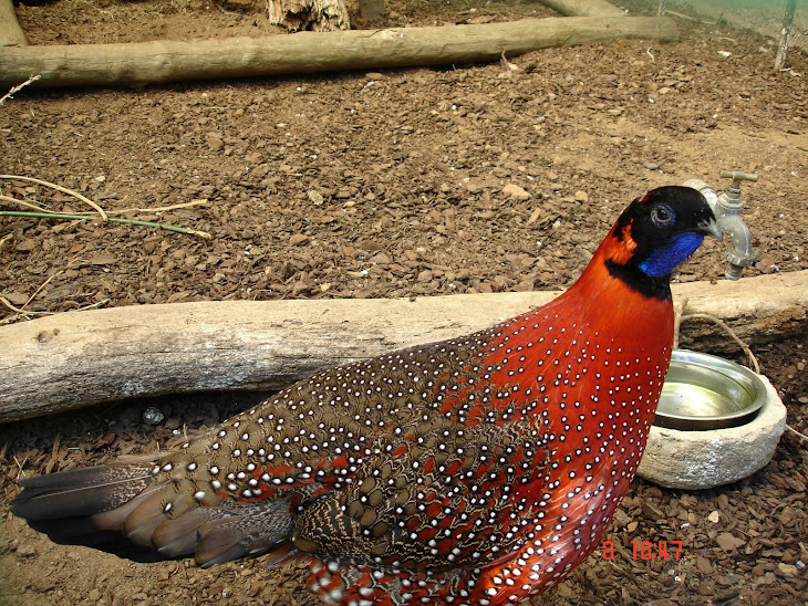 FAISÃO TRAGOPAN SATYR