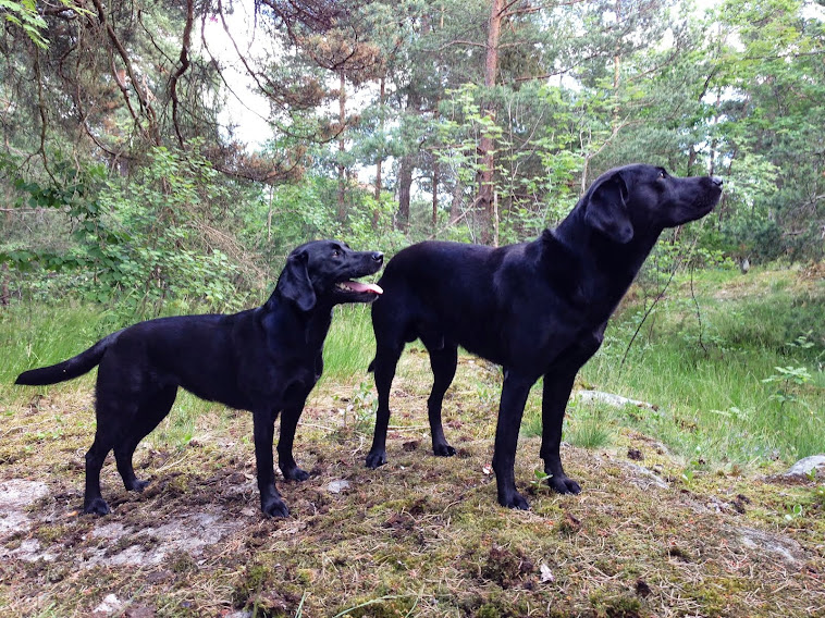 Vulkankullen Jaktlabrador valpar