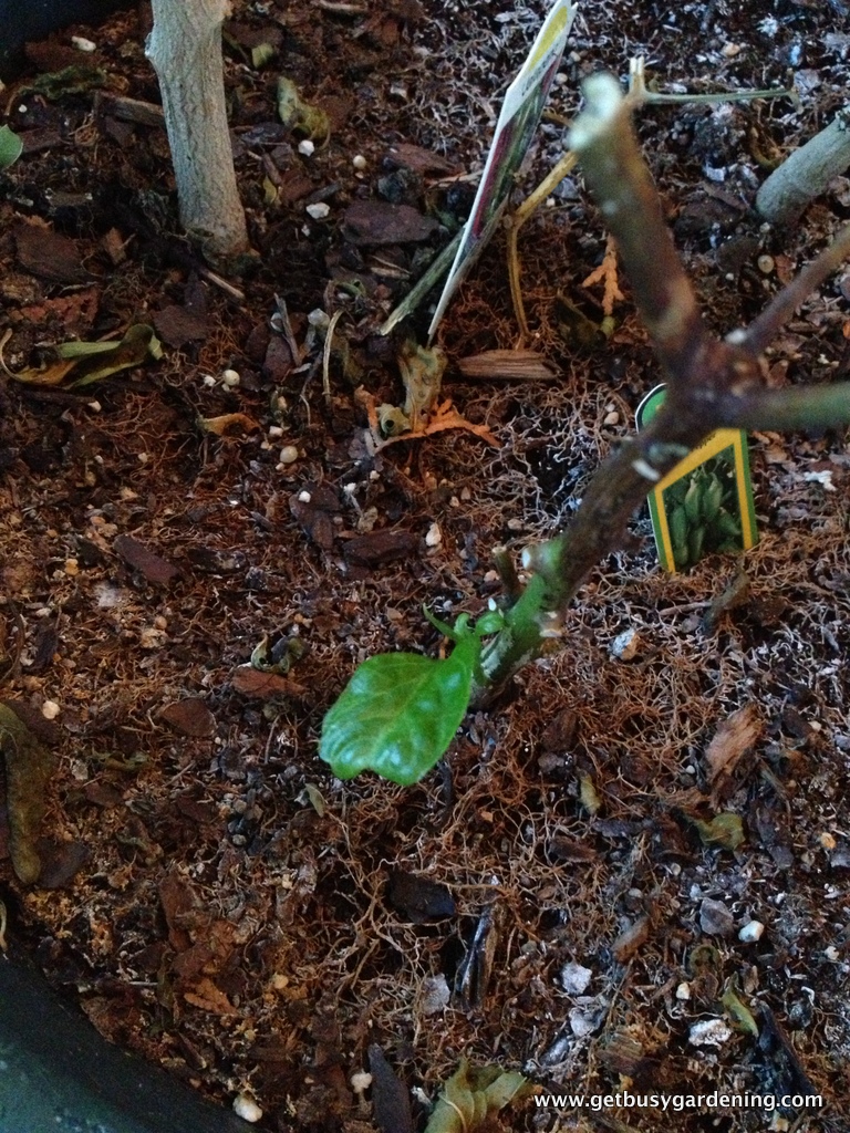 Overwintering Dormant Pepper Plants Get Busy Gardening