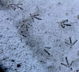 pheasant tracks in snow photo of pheasant tracks in snow