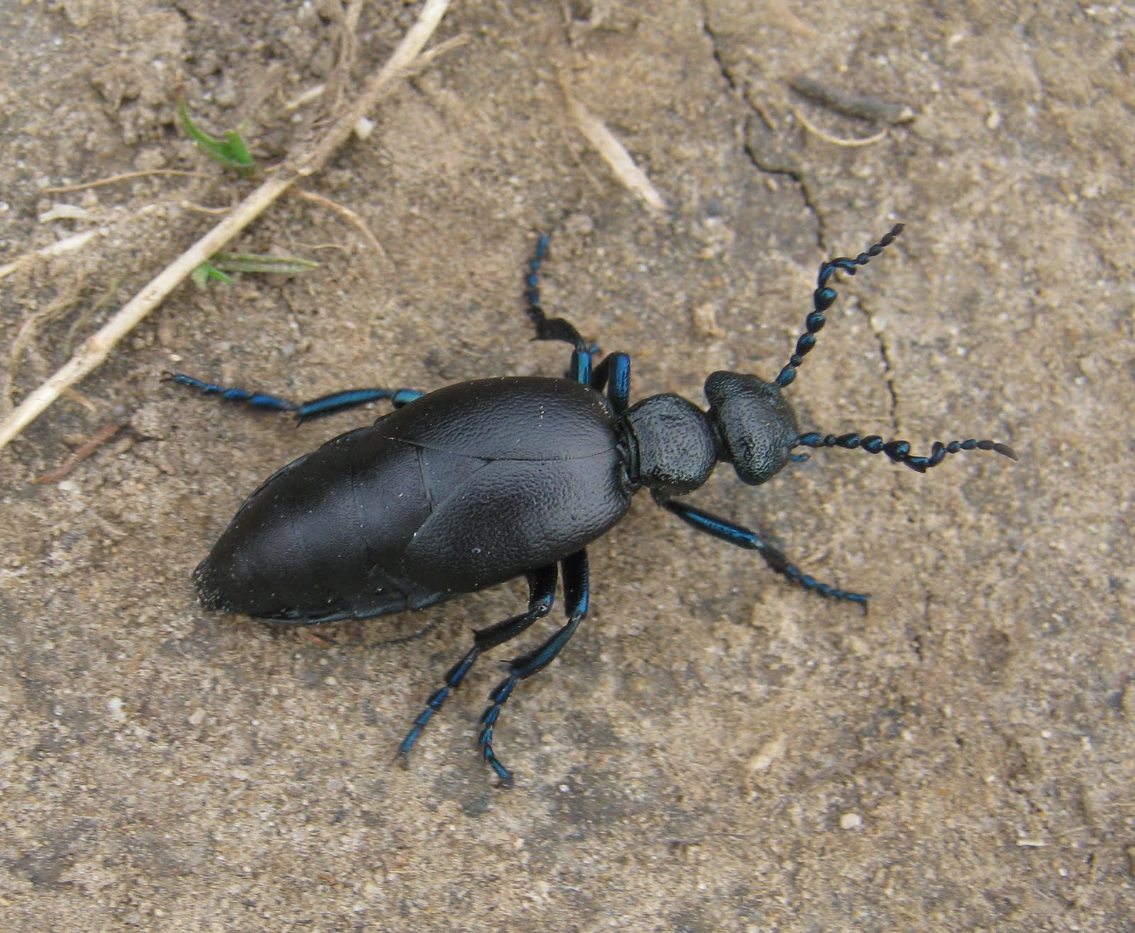 Gower Wildlife Spring beetles