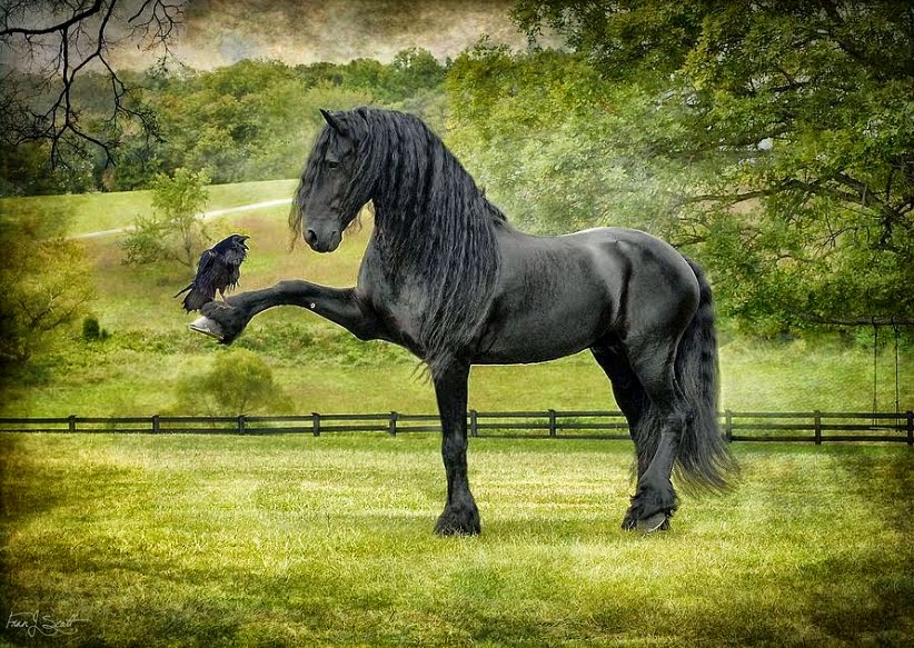 las-mejores-fotos-de-caballos imagenes de fotografias-de-caballos-finos
