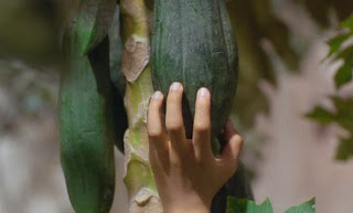 Yeşil Papaya