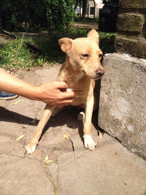 chiquita perra pequeño chiquita perra pequeño