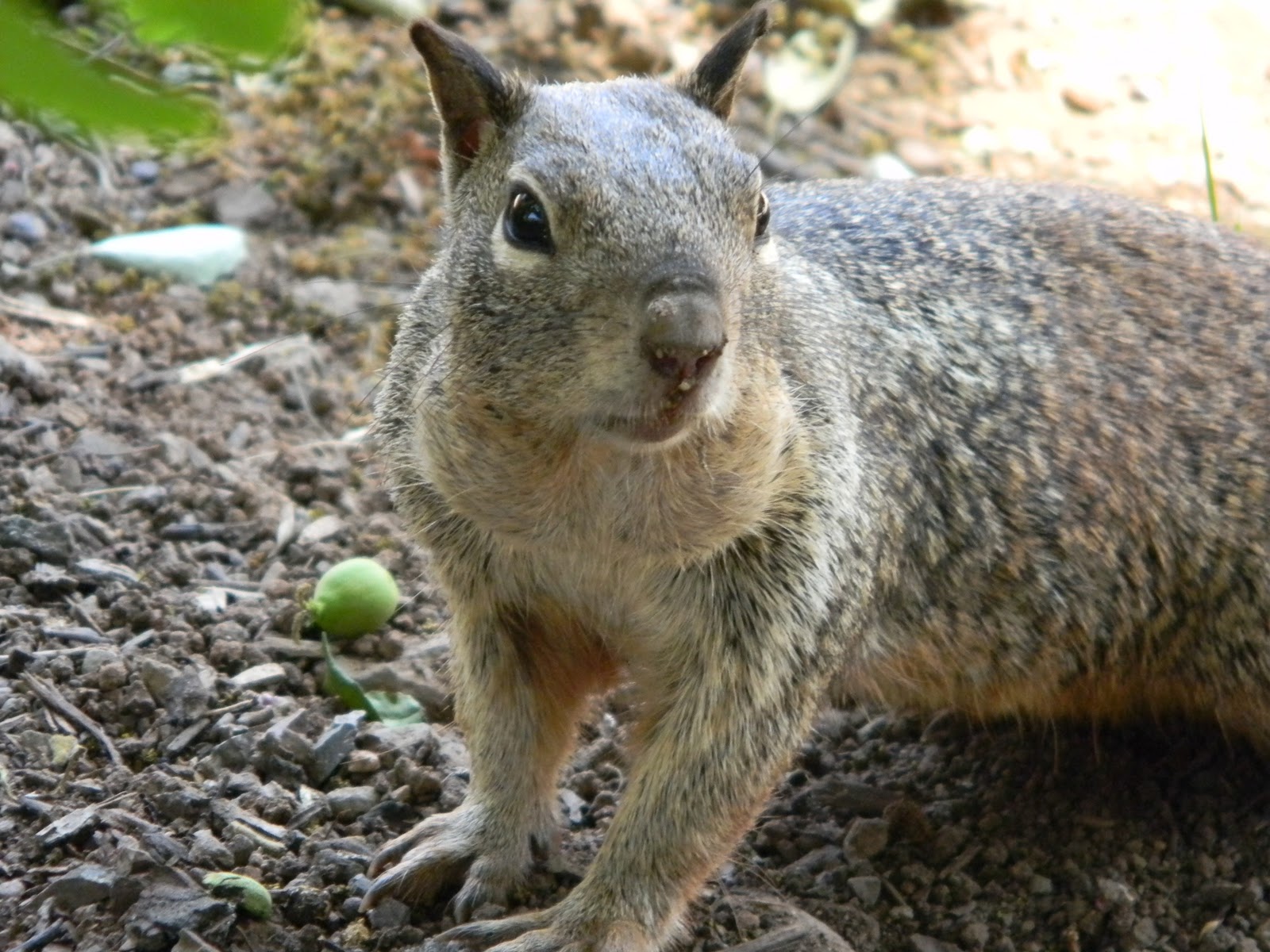Journal of a Naturalist Astounding Adaptations