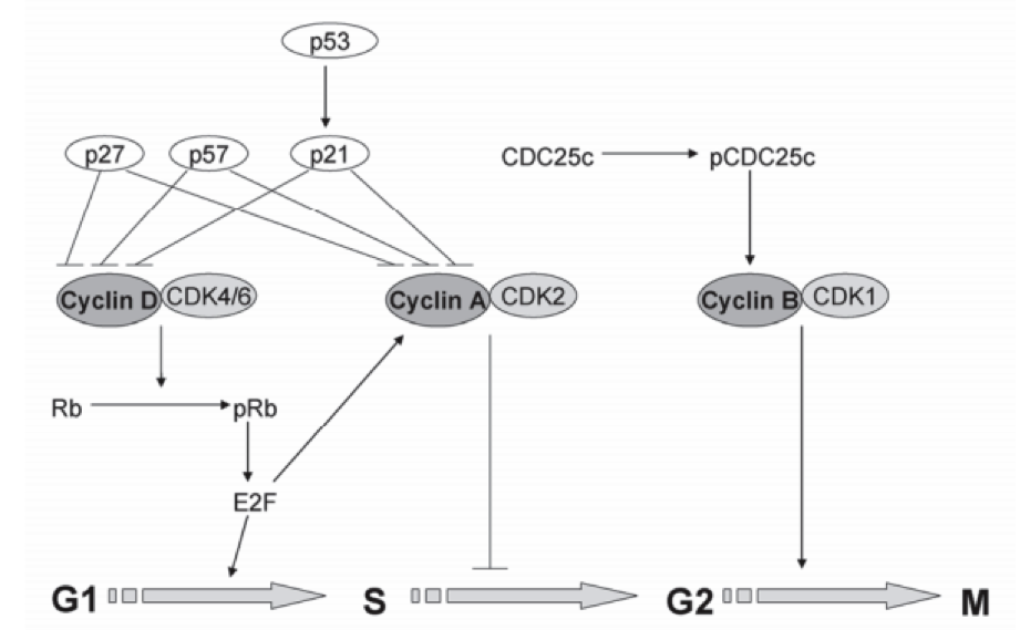 Ciclina a; Proteína p60 Asociada a Adenovirus E1A