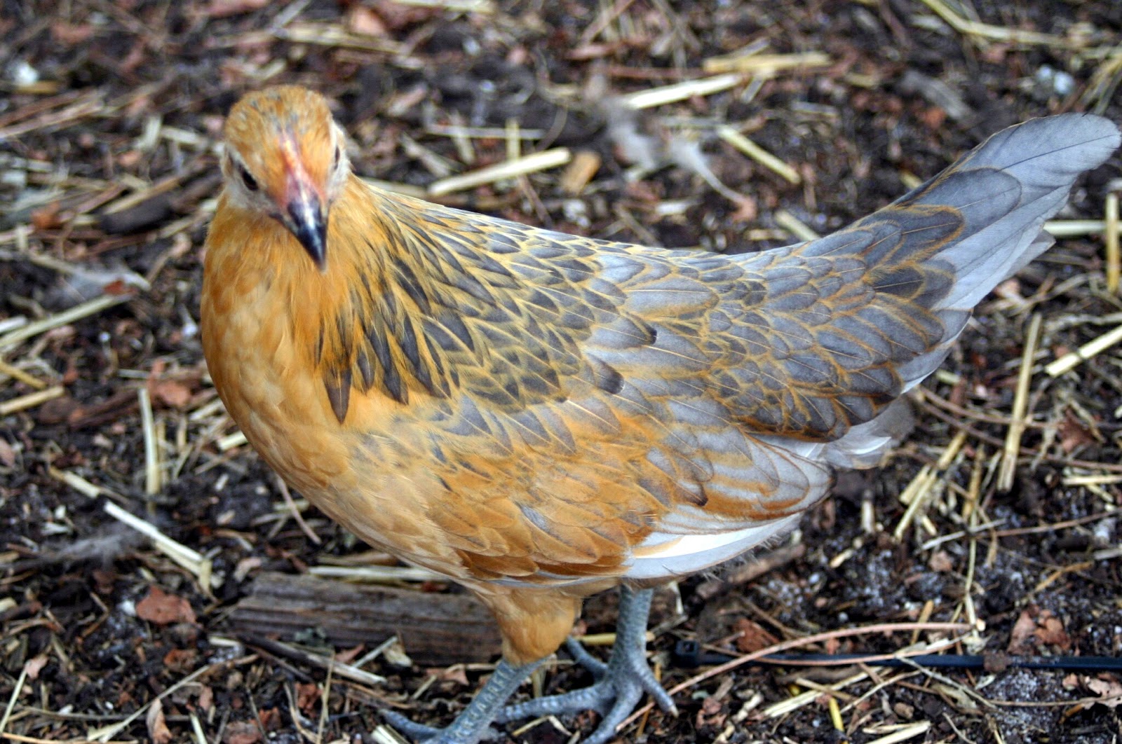 les Cocottes d'Origne Bassette