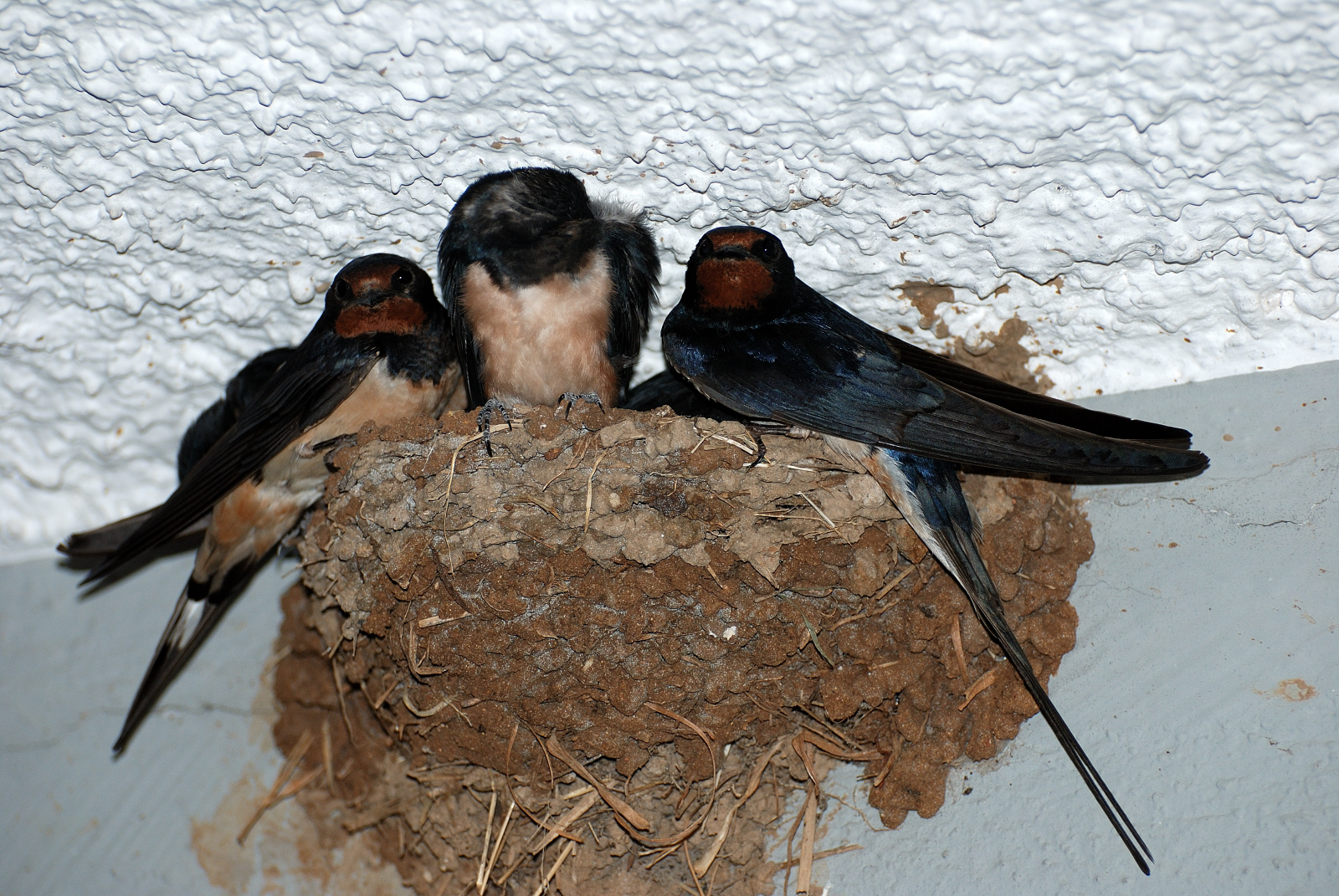 La Voliera Senza Sbarre Rondini E Rondoni Come Riconoscerli Quali Sono Le Differenze