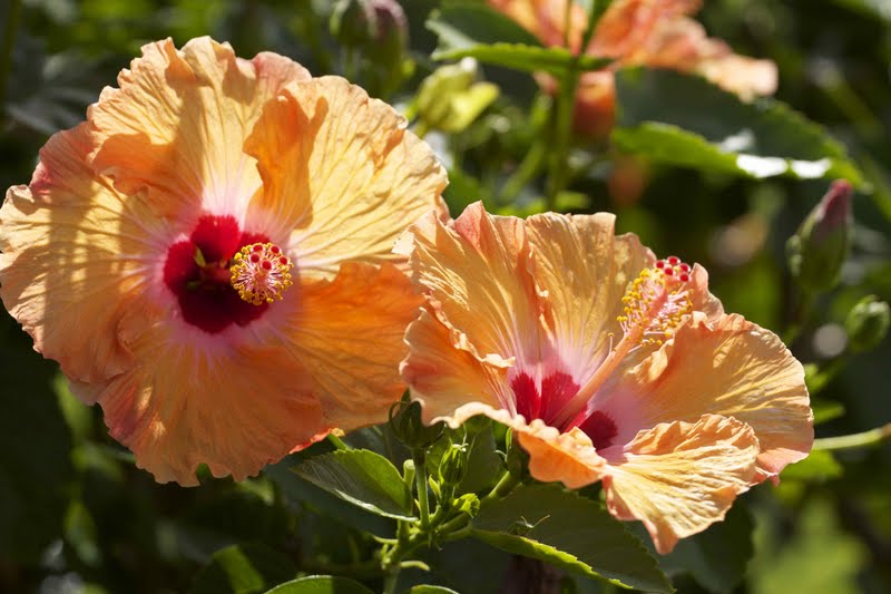 Life is Good Kauai, Hawaii Flowers