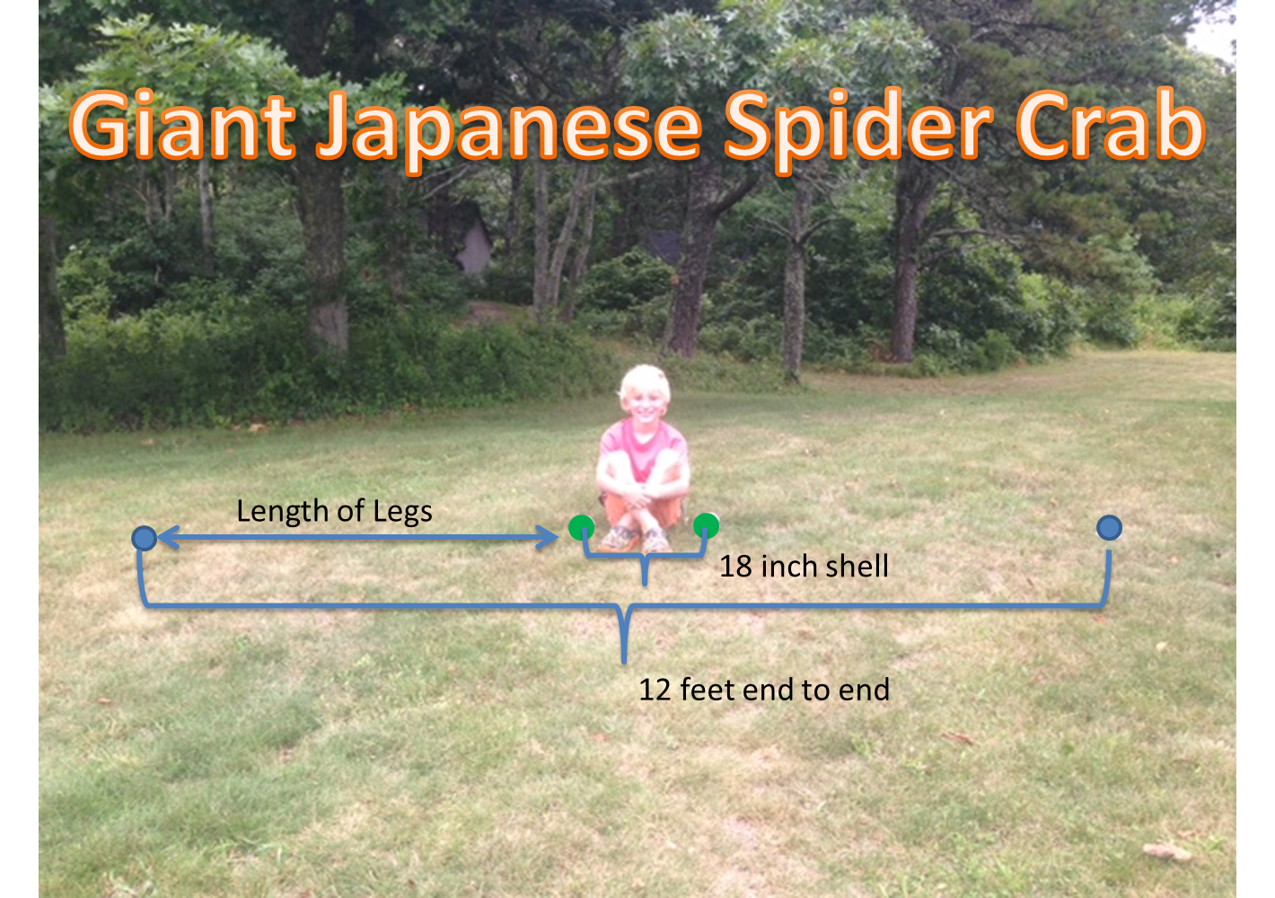 The Adventures of Grey Giant Japanese Spider Crab
