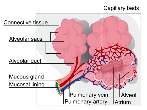 What is Emphysema What is Emphysema