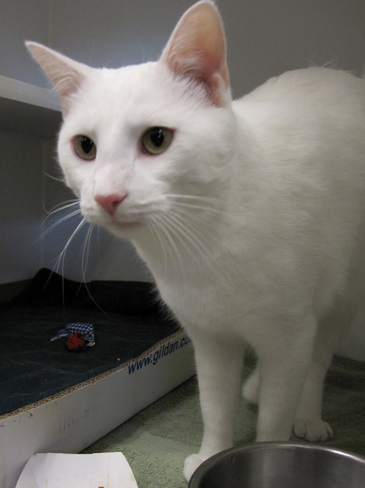 all white, adult Domestic all white, adult Domestic