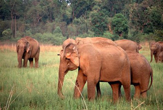 wilde olifanten in India en Sri Lanka worden - in tegenstelling tot in Afrika - gedomesticeerd tot huisdieren.
