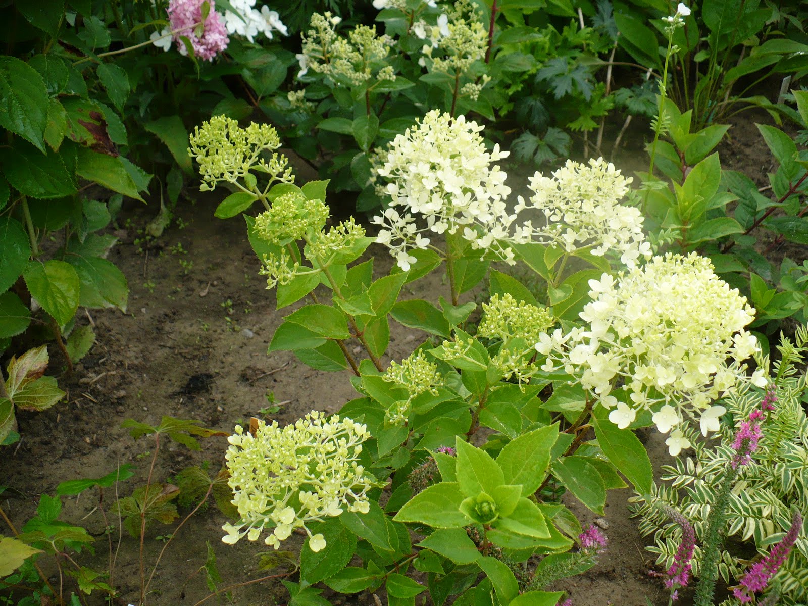 Plant Gallery Encyklopedia Roslin Hydrangea Species And