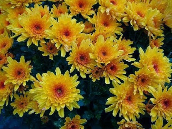 http://www.funmag.org/pictures-mag/flowers/chrysanthemum-flowers-festival-in-germany/