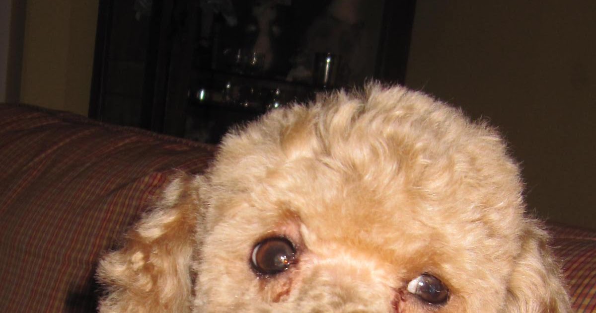 Uradiance: My Dog, My Master