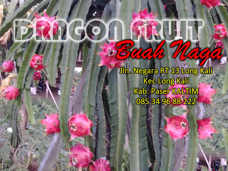 buah naga merah kalimantan aneka bibit buah naga merah kalimantan aneka bibit