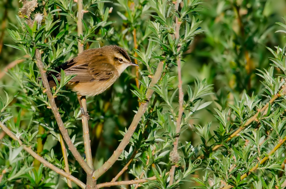 Carricerín común, Acrocephalus schoenobaenus, Sedge Warbler Carricerín común, Acrocephalus schoenobaenus, Sedge Warbler