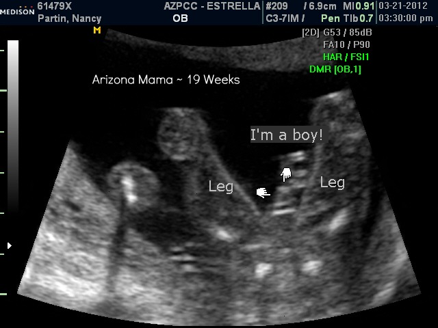 arizona mama my pregnancy journal week 19 with gender reveal