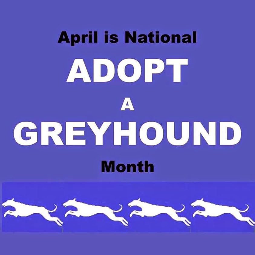 MARITIME GREYHOUND ADOPTION MEET AND GREET IS SATURDAY IN AMHERST