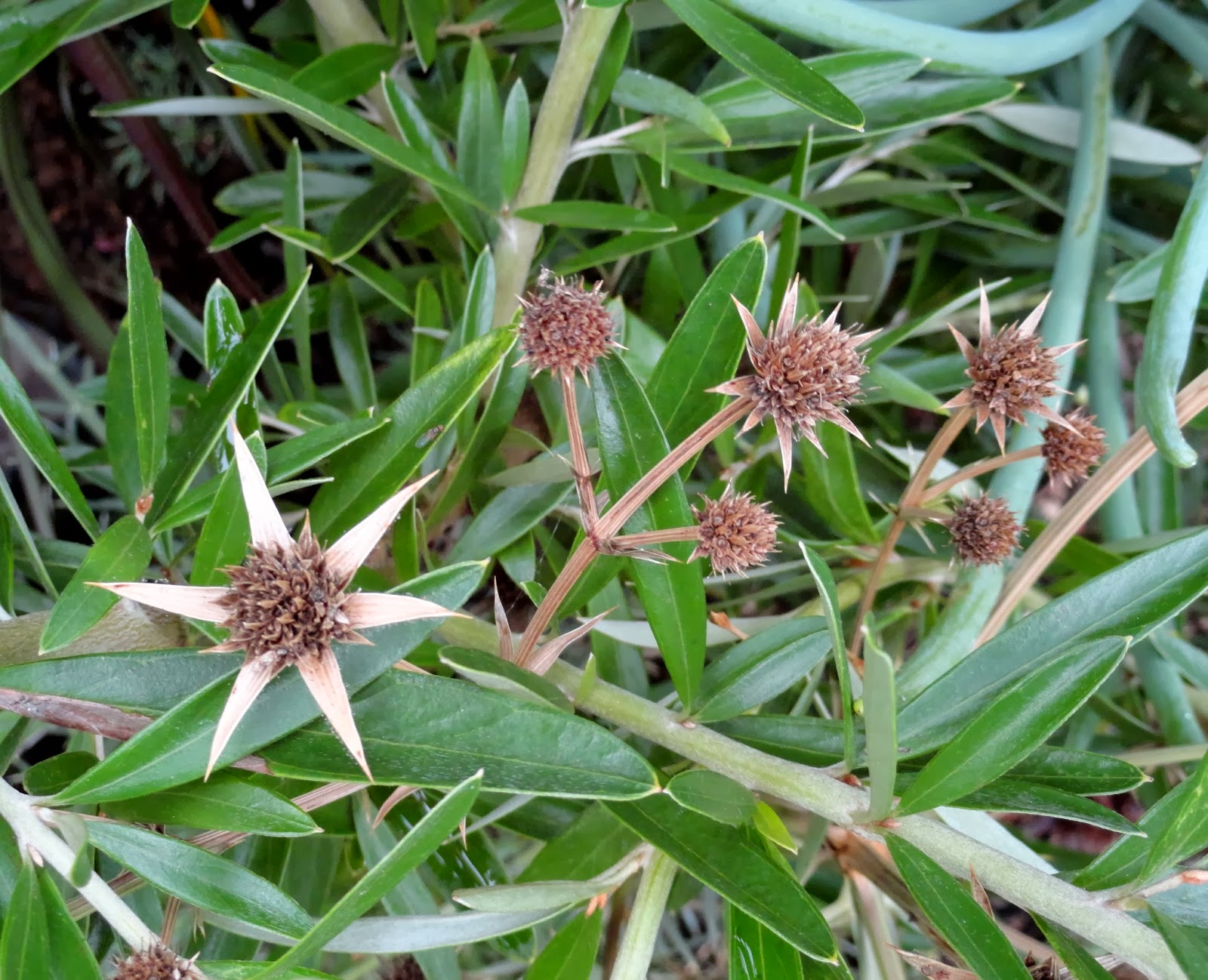 danger garden Eryngium venustum is my favorite plant in the garden