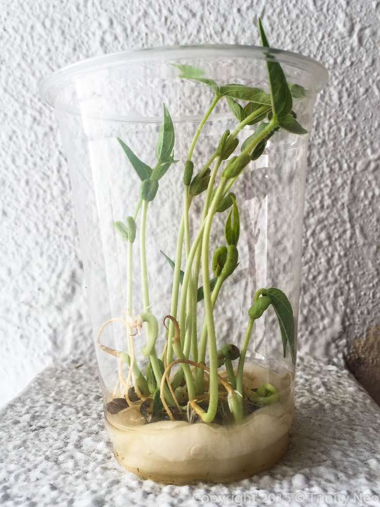 A Little Dose of Me The Life Cycle Of Green Beans