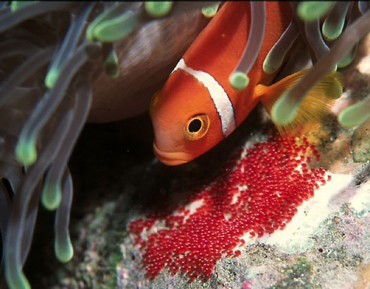 Sheena Says Deep Sea Marine Fish The Best Ways To Breed Clownfish
