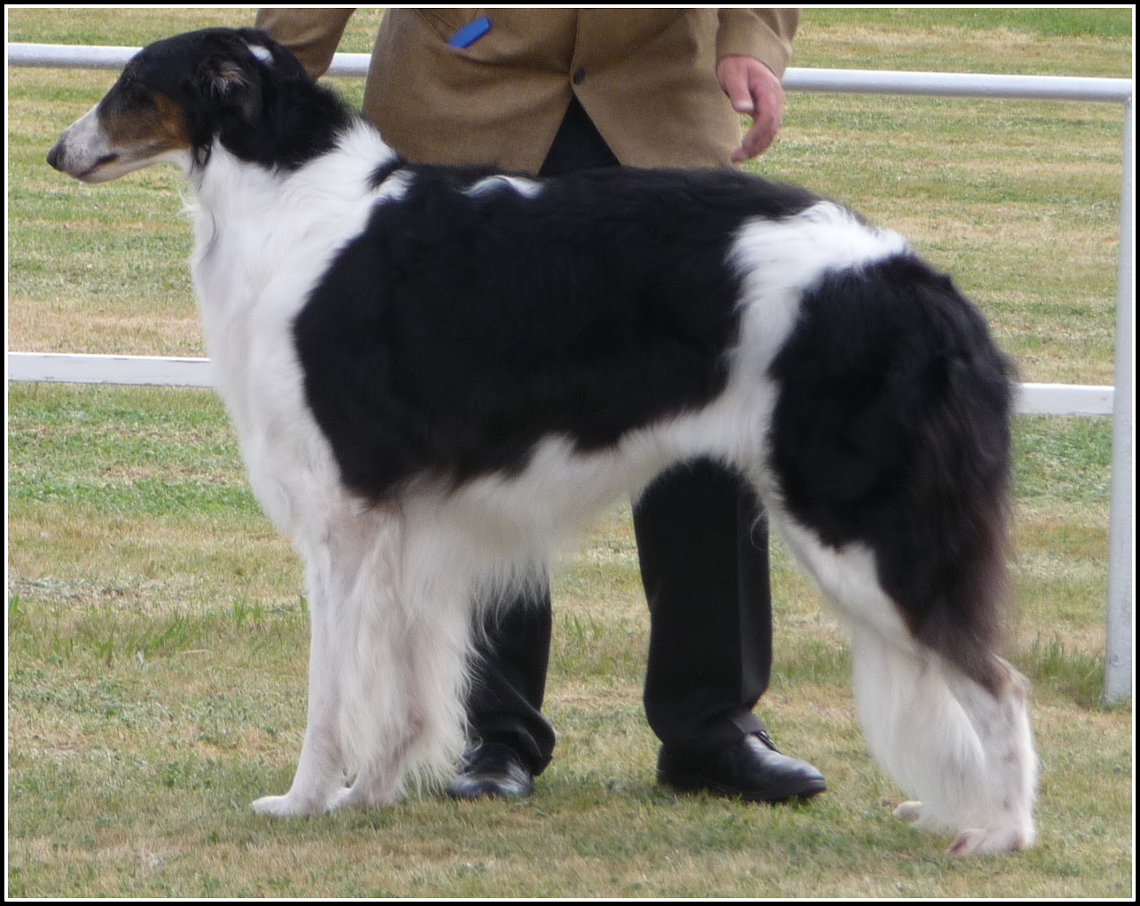 Australian Dog Show Gossip Australian Dog Show Gossip