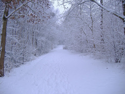 http://2.bp.blogspot.com/-dxS-V_I72iI/T-zYJ2bIj7I/AAAAAAAAA6Y/XXGQeC9ucsI/s1600/free+nature+wallpapers+-+winter+dark.jpg