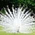 White Peacock