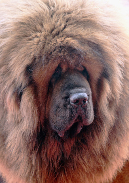 Chinese Lion Dog Breed