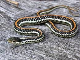 The Nature Of Things Backyard Nature Wednesday Texas Garter Snake