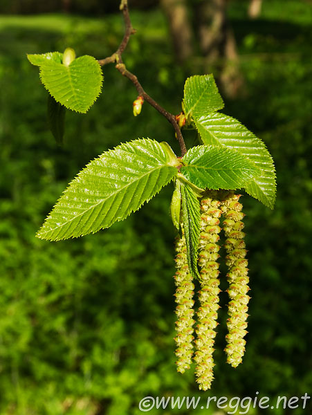 alder_catkins_fellows_gardens_trinity_college_cambridge-600.jpg