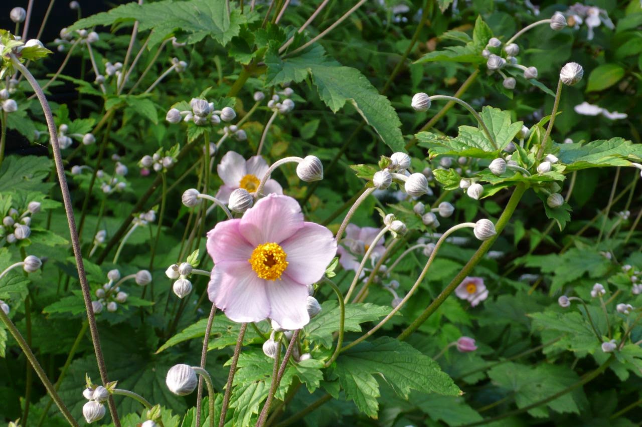 garden impressions blakes xl