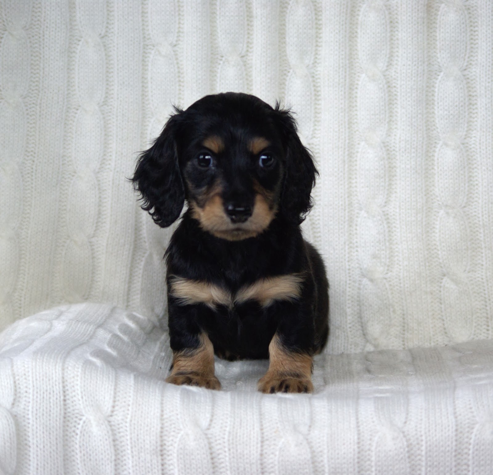 Past Puppies ~ Reevesdachs Miniature Dachshunds