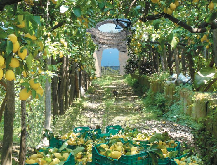 Scientia Antiquitatis: Italia: Sorrento. La terra dei limoni.