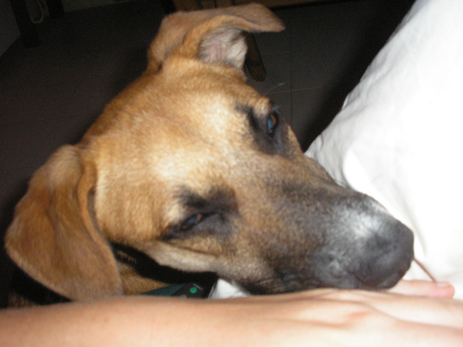 Beagle Tibi S Tagebuch Geschichten Von Papillon Toby Kuscheln