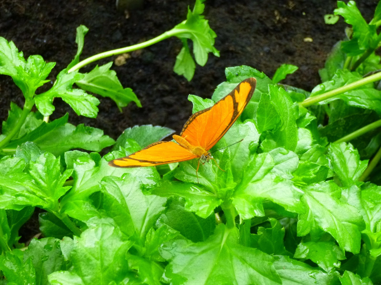 Schijnhulst Osmanthus Heterophyllus Directplant