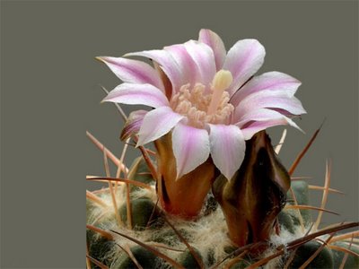 bunga kaktus (cactus flower)