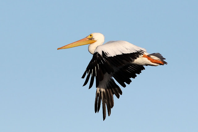 American White Pelican Flight