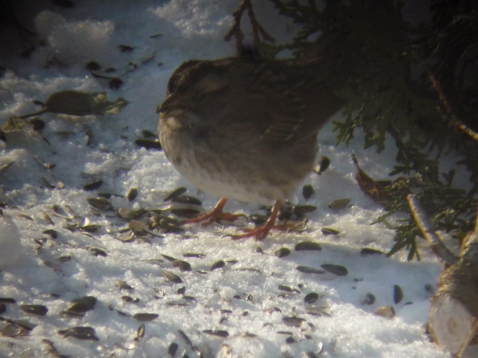 South Burlington birds Birds at peanut feederphotos South